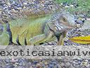 cartagena-women-other-1104-9